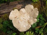 Clitopilus prunulus image