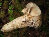 Catathelasma ventricosum image