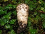 Catathelasma ventricosum image