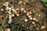 Cyathus stercoreus image
