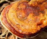 Ganoderma curtisii image