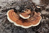 Ganoderma tuberculosum image