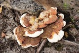 Ganoderma tuberculosum image