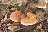 Ganoderma tuberculosum image