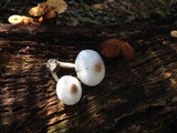 Leucocoprinus cepistipes image