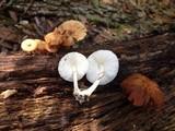 Leucocoprinus cepistipes image