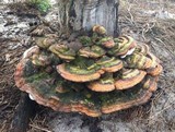 Ganoderma tuberculosum image