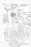 Kuehneromyces lignicola image