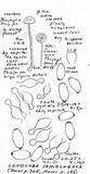 Conocybe semiglobata image