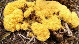 Fuligo septica image