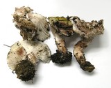 Hygrophorus purpurascens image