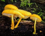 Cyptotrama asprata image