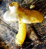 Tricholoma sulphureum image