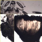 Varicellaria velata image