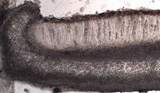 Leptogium cochleatum image