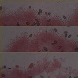 Psilocybe azurescens image
