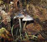 Pluteus americanus image