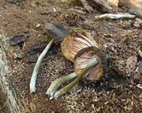 Pluteus americanus image