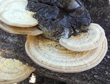 Trametes cubensis image