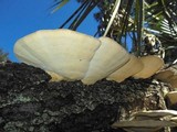 Trametes cubensis image