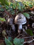 Amanita constricta image