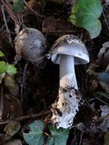 Amanita constricta image