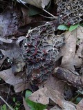 Pseudocyphellaria anthraspis image