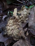 Pseudocyphellaria anthraspis image