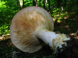 Lactarius argillaceifolius image