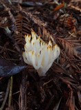 Ramariopsis kunzei image
