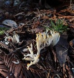 Ramariopsis kunzei image