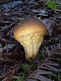 Lycoperdon umbrinum image