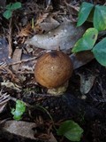Lycoperdon umbrinum image