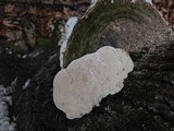 Trametes gibbosa image