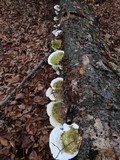 Trametes gibbosa image