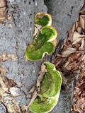 Trametes gibbosa image