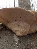 Trametes gibbosa image