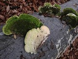 Trametes gibbosa image