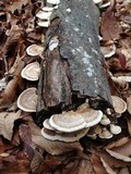 Trametes cubensis image