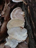 Trametes cubensis image