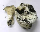 Hygrophorus subalpinus image