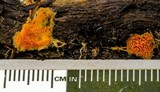 Hydnophlebia chrysorhiza image