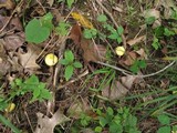 Suillus americanus image