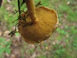 Suillus americanus image