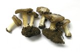 Inocybe abjecta image