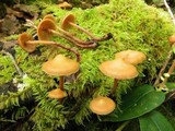 Kuehneromyces lignicola image