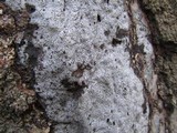 Biscogniauxia atropunctata image