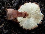 Leucoagaricus americanus image