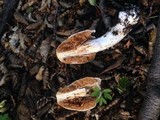 Cortinarius fuegianus image