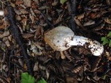 Cortinarius fuegianus image